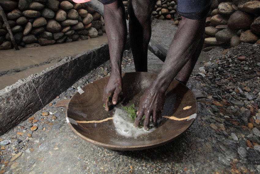Americo uses a forest plant to recover the gold