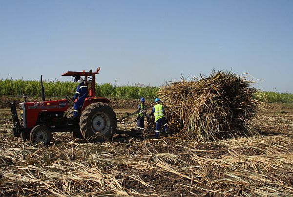 Cane harvesting Malawi