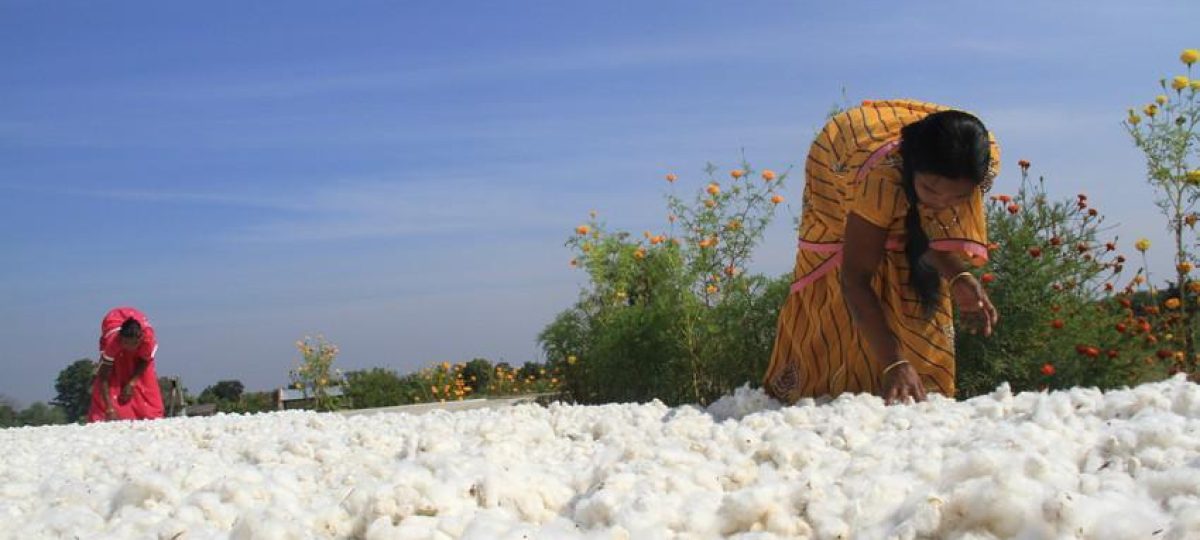 Drogen van Katoen in India