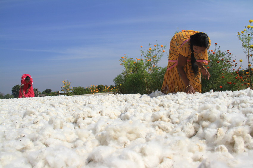Drogen van Katoen in India