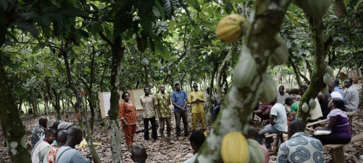 Kadir van Lohuizen Noor - The life of a cocoa bean