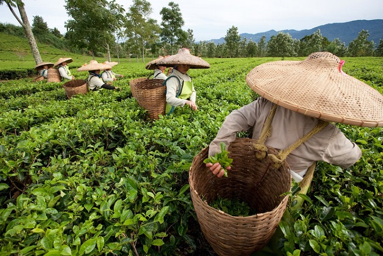 Theeplukkers in china