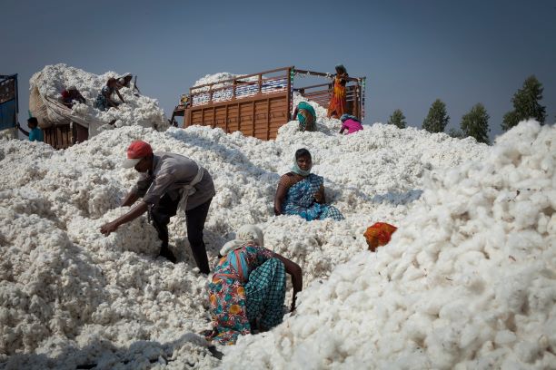Cotton Ranking 2020 main image