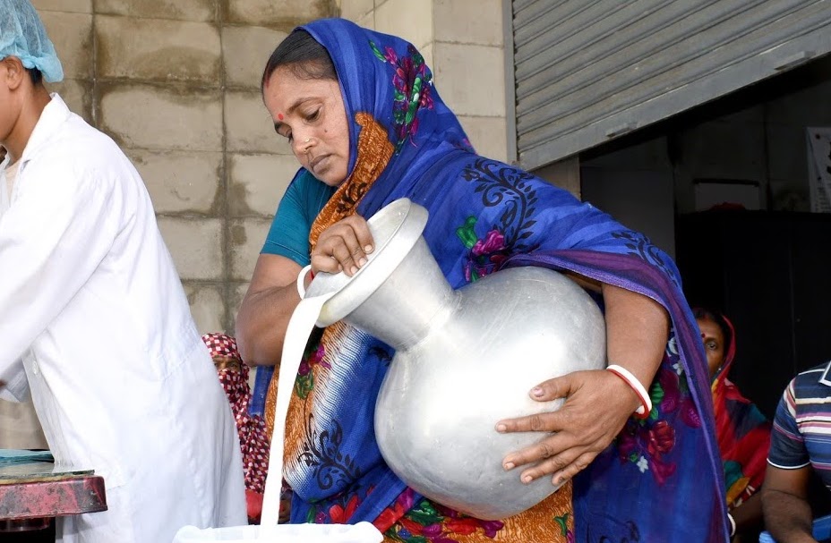Vrouwelijke melkveehouder in Bangladesh