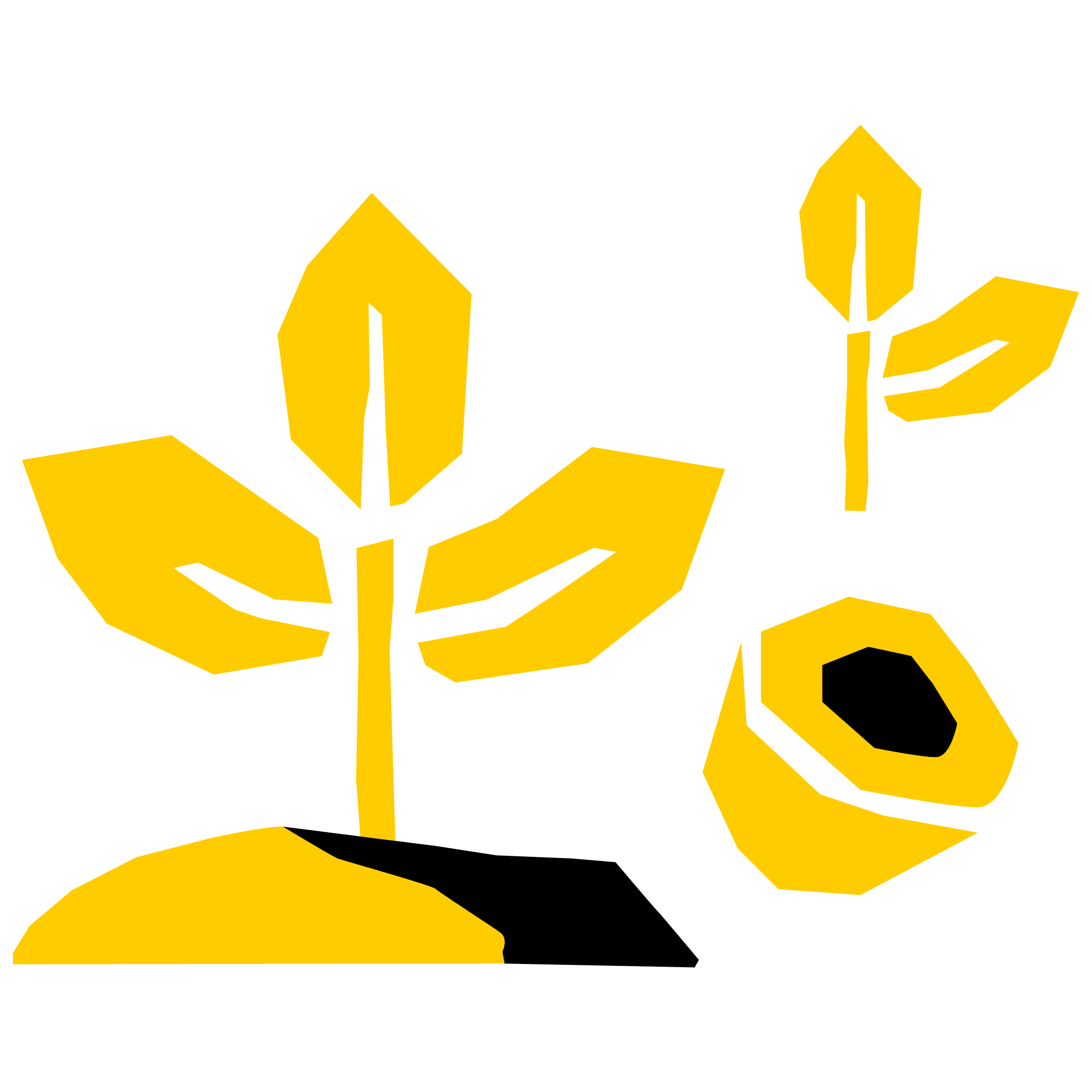 Seedlings for Honduras and Guatemala