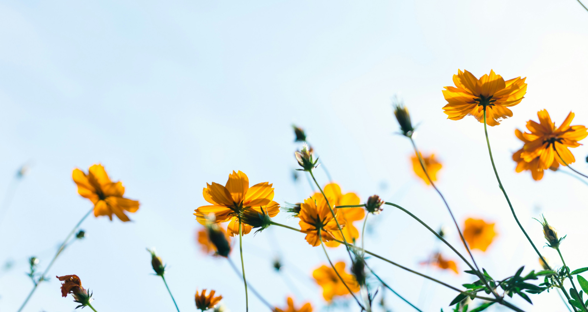 Gele bloemen