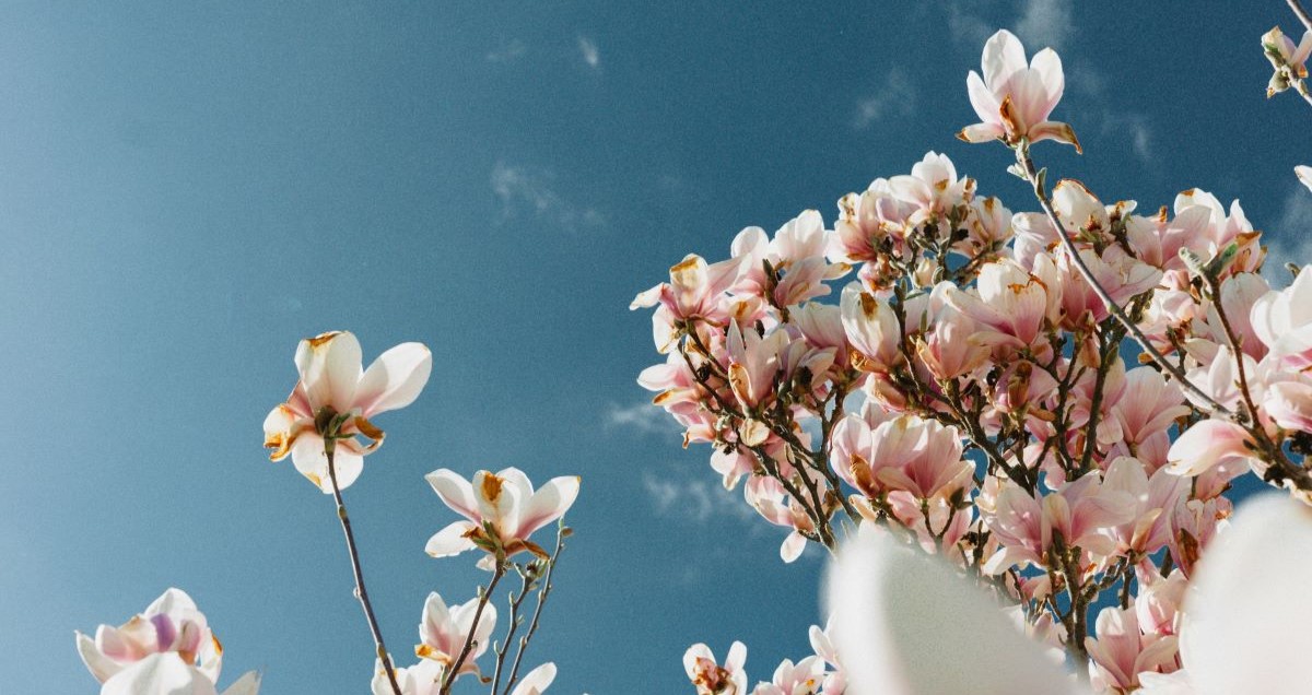 magnoliabloesem