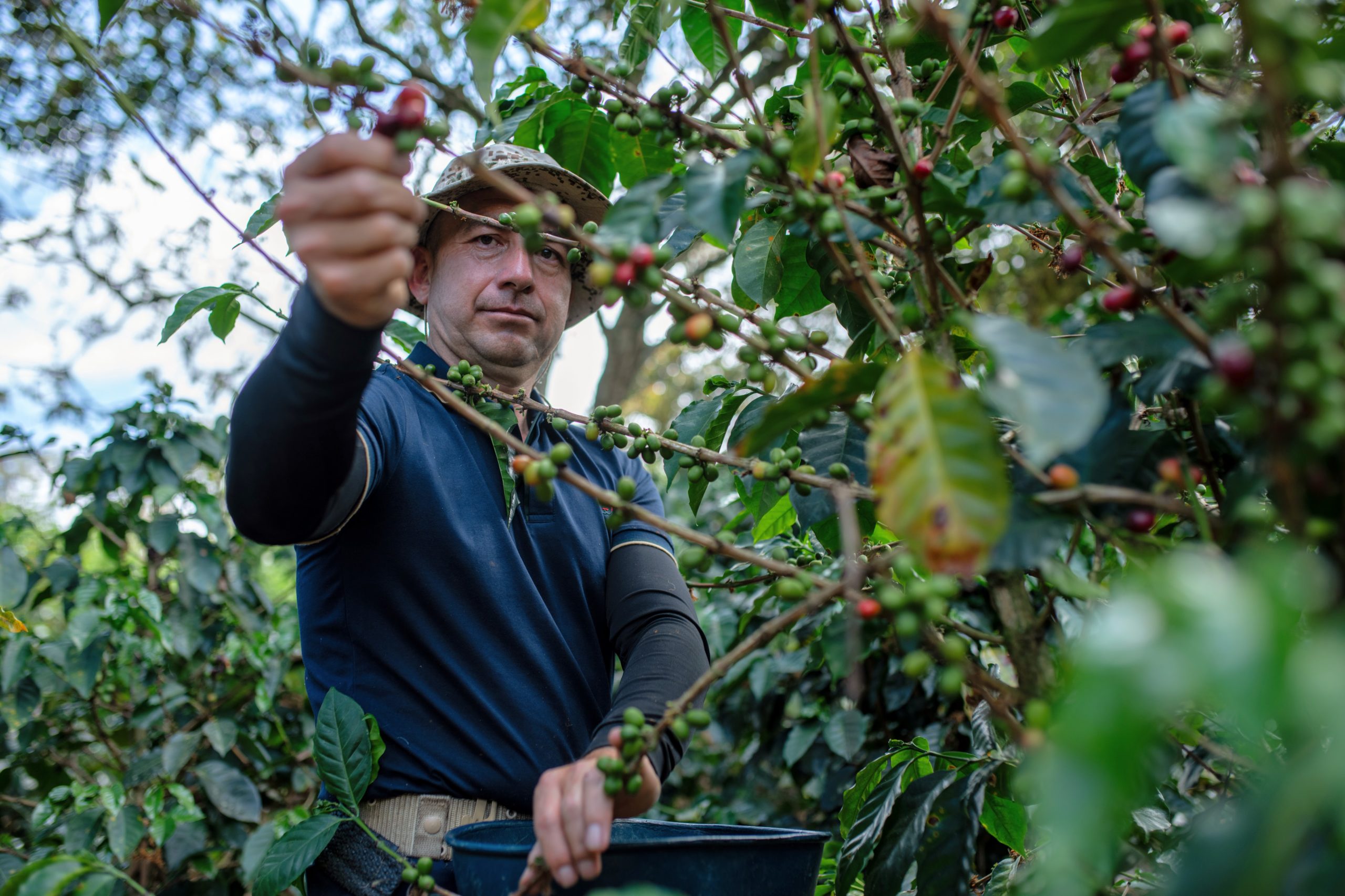 Boer plukt koffievruchten van de boom in Colombia