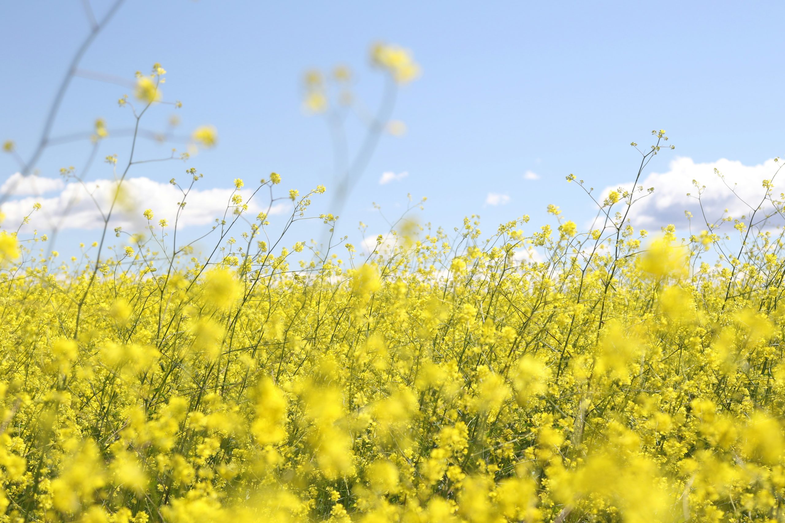 Foto van geel bloemenveld