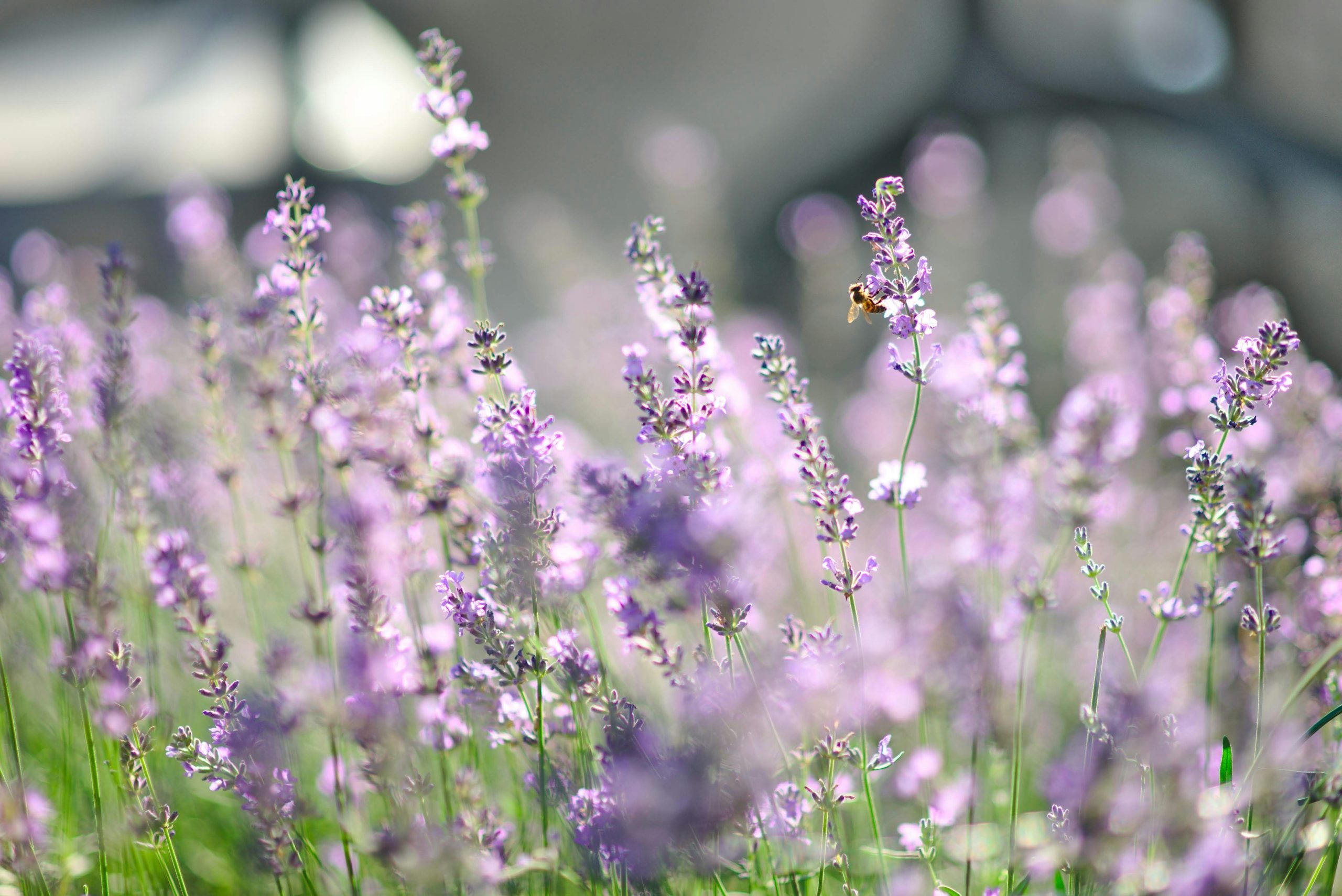 Foto van lavendel