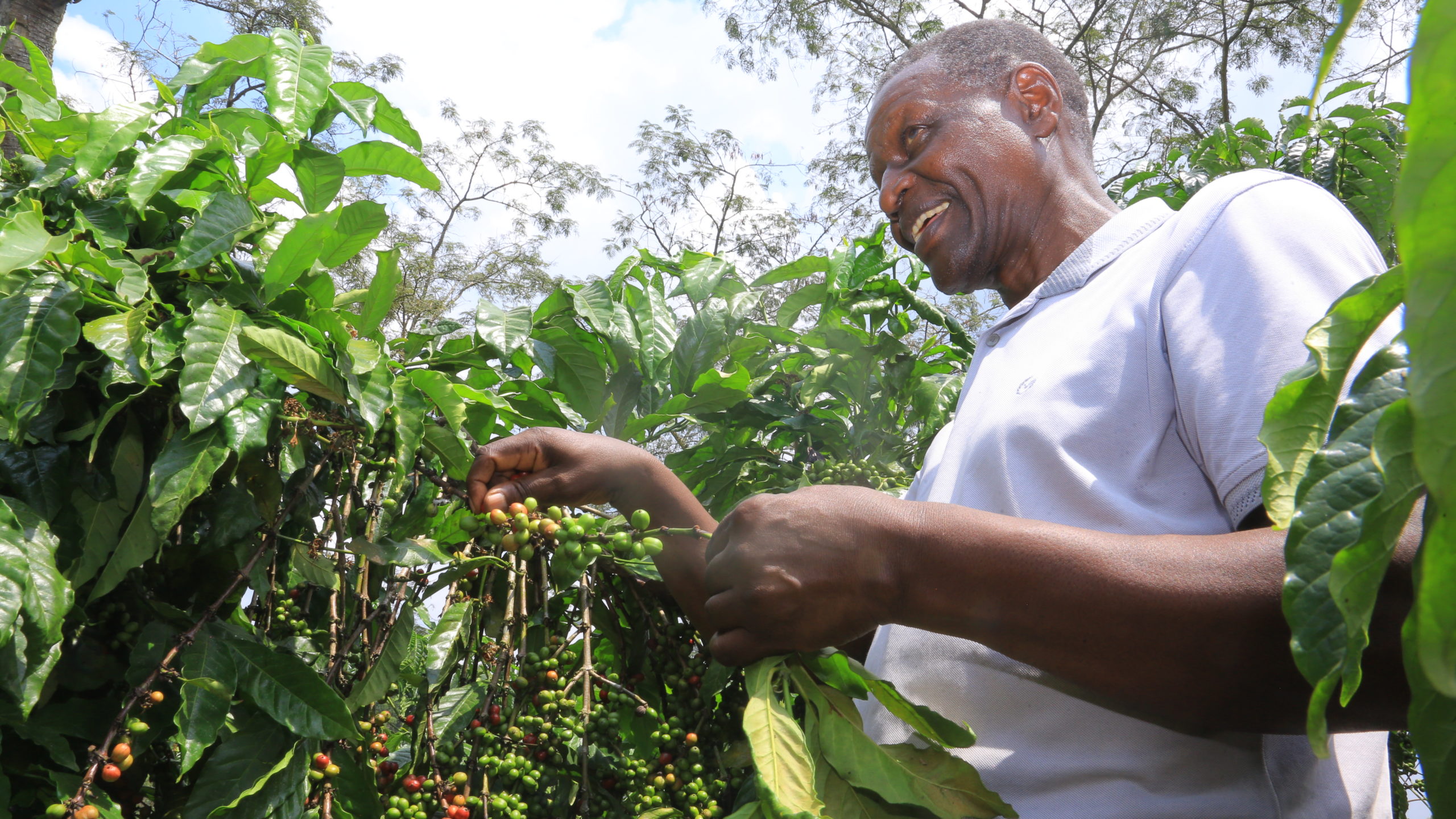 Jim Kaava, koffieboer van het klimaatheldenproject tussen zijn koffiebomen, Masaka, Uganda
