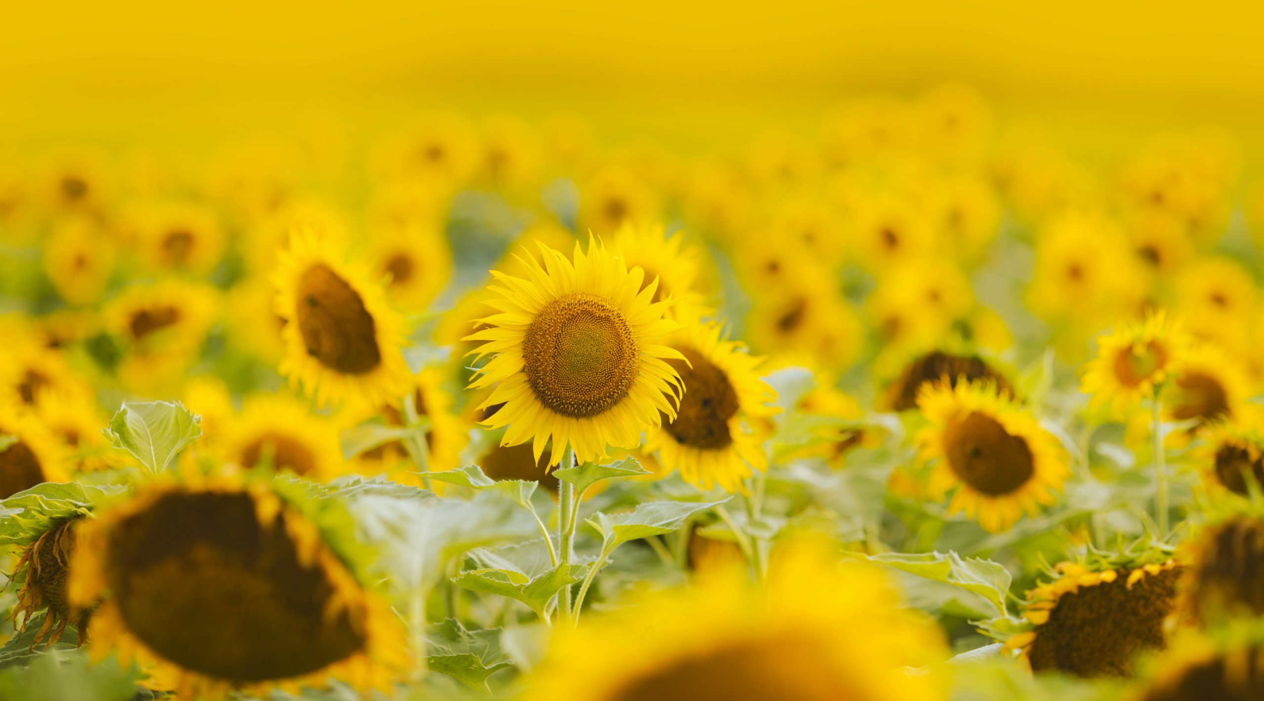Zonnebloemen