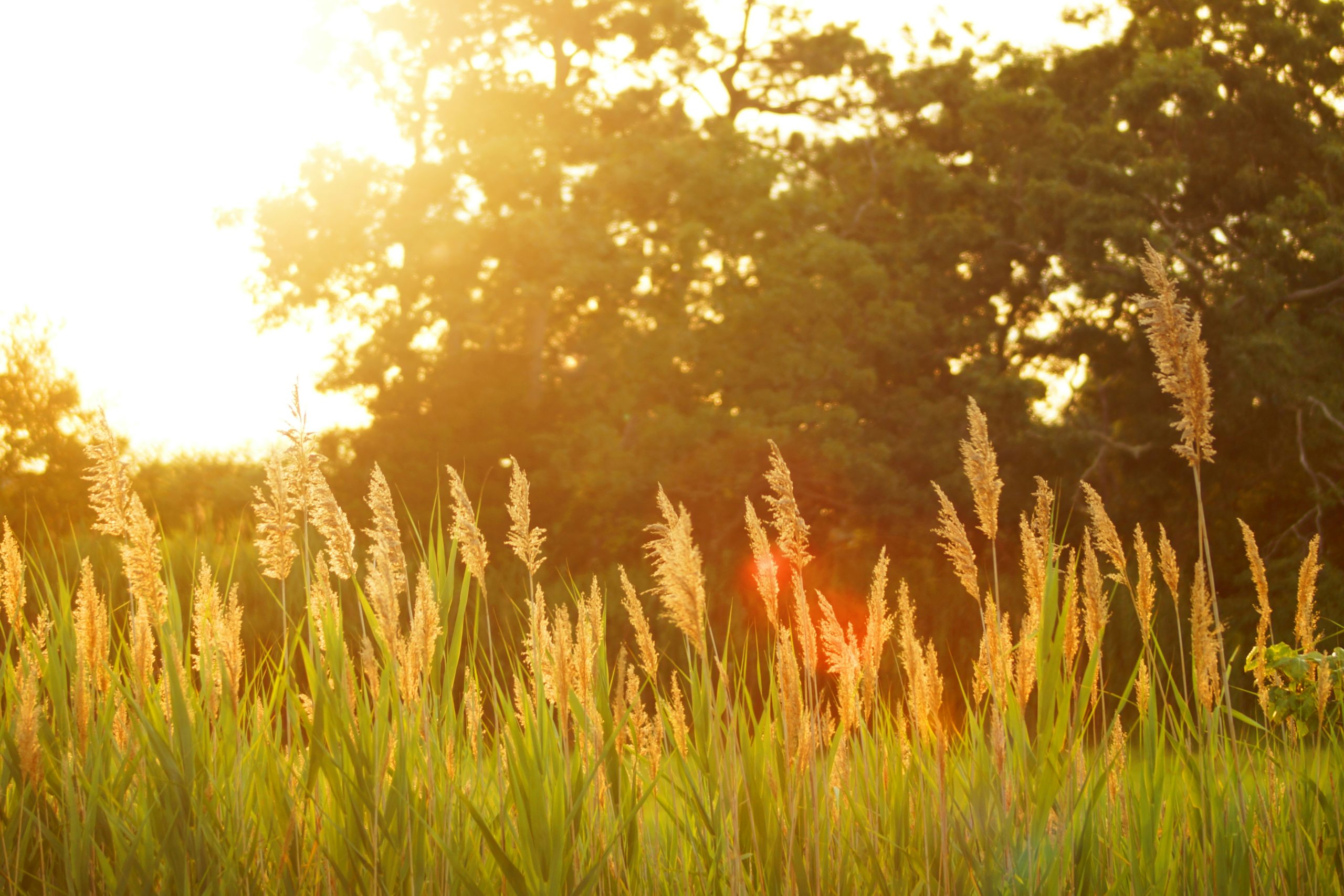 Veld met ondergaande zon
